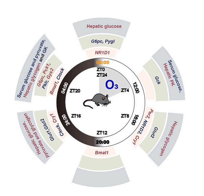 恭喜山西大學秦老師關于小鼠臭氧實驗論文發表(1)